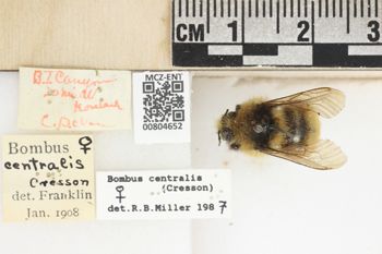 Media type: image;   Entomology 804652 Aspect: labels